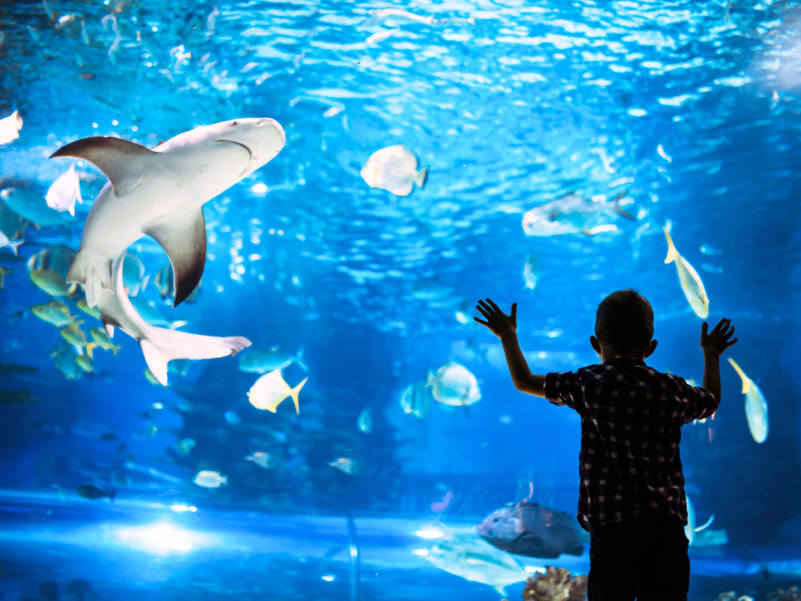 How Public Aquariums Revitalize Cities